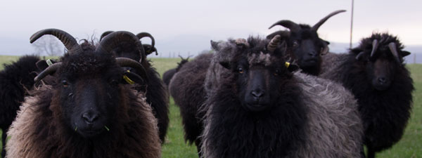 Hebridean Sheep at Cormiston Farm