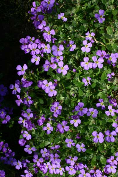 Aubrieta in March - on the walled garden