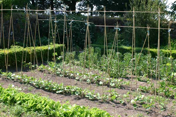 Secluded walled garden where the vegetables for dinner are home-grown.