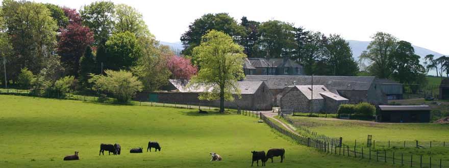 Cormiston Farm - Cows grazing