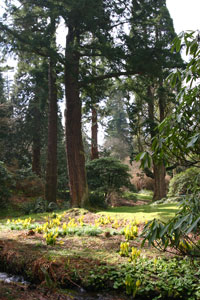 Dawyck Botanic Garden