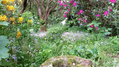 The Woodland Garden in Summer