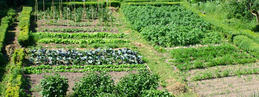 The Kitchen Garden at Cormiston Farm