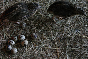 Quails and their eggs