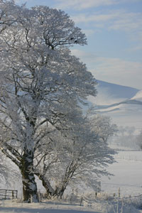 Snow Covered Trees at Cormiston