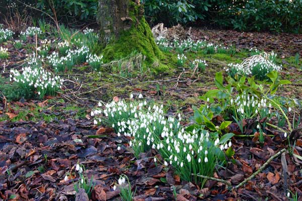 Snowdrops and Hellebore in February