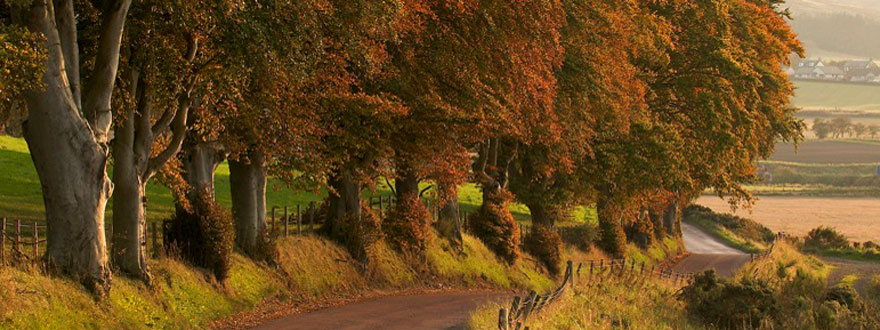 Autumn Trees near Boat Bridge