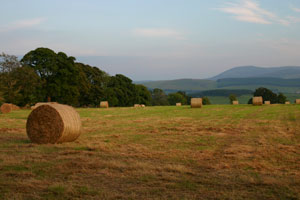 Hay on Cormiston Brae