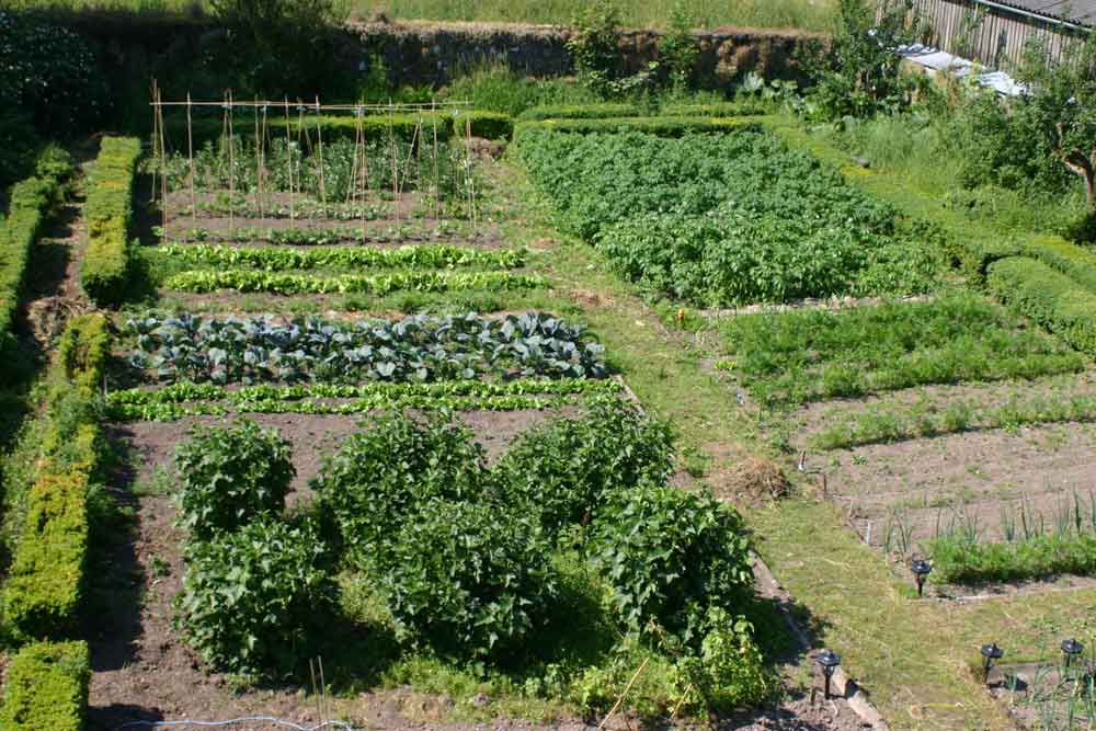 kitchen garden on The Kitchen Garden